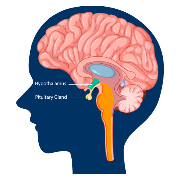Graphic rendering of HPA axis